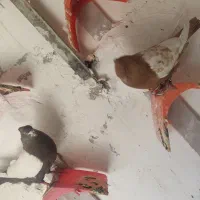کفتر|پرنده|سمنان, |دیوار