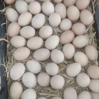 تخم مرغ رسمی