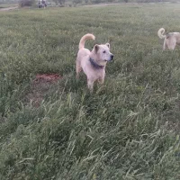 سگ گله