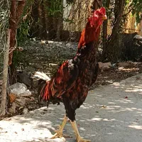 خروس لاری