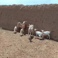 دو بز سانن