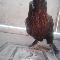 مرغ مرندی