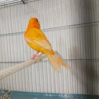 قناری قرص و شلاقی