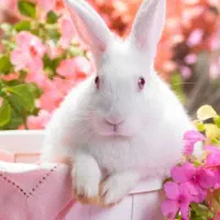 بچه خرگوش کیوت