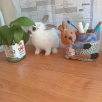 خرگوش بازی گوش