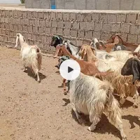 میش بز|حیوانات مزرعه|سنگان, |دیوار