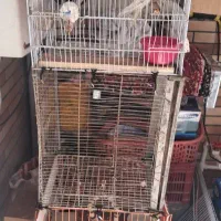 عروس هلندی نرو وماده و۳ جوجه