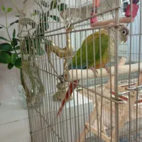 طوطی گرینچیک