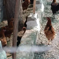 مرغ خروس