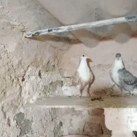 کفتر پرشی|پرنده|سبزوار, قصبه غربی|دیوار