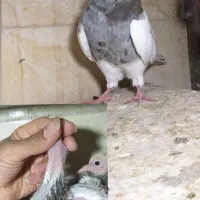 کبوتر طوقی چاپی