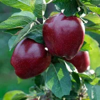 خرید نهال سیب لبنان