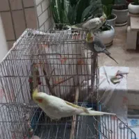 عروس هلندی