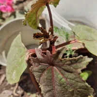 گل خروسی نشا ارسال می‌شود