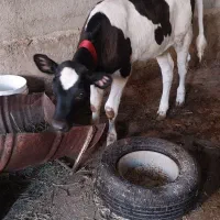 گاوشیری باگوساله
