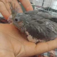 جوجه عروس هلندی