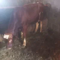 گاو نر