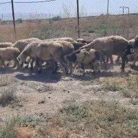 میش بختیاری  بره دار