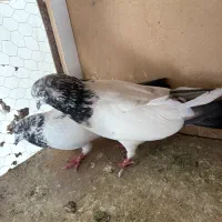 کفتر