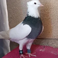 پرنده کبوتر کفتر طوقی سبز شازده