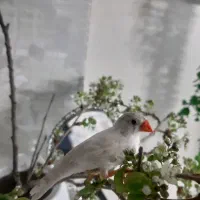 فنچ