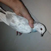 کبوتر ماده