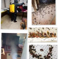 سمپاشی ساس موش سوسک موریانه بید کک با ضمانت