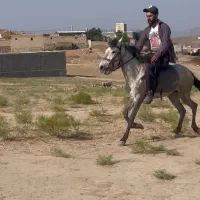 اسب مادیان