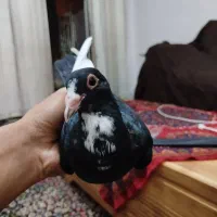 کفتر نر پلنگ دو ریش جُنک دو لق ب کناره