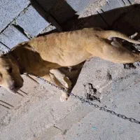 گمشده
