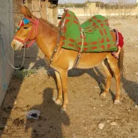 ۲ راس قاطر نر۴ سال سواری باری