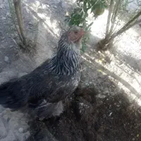 مرغ  فقط دونه ۵۰۰