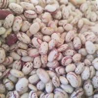 لوبیا