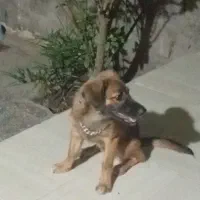 سگ ماده