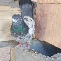 چهار دونه کبوتر
