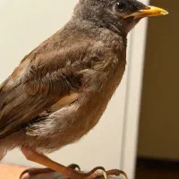 مرغ مینا جوجه