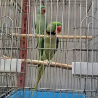 لوری|پرنده|بوکان, |دیوار