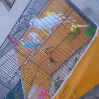 پرنده