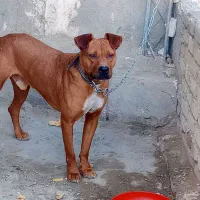 سگ پیتبول نر