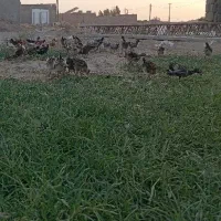 جوجه