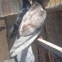 کفتر
