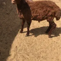 بره قوچی همو