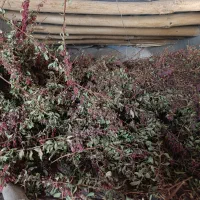 زرشک|عمدهفروشی|قهستان, |دیوار