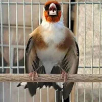 سهره شرور کت باز کن