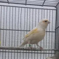 دو عدد قناری ماده آماده معاوضه با سهره نر