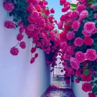 فروش سیمکارت همراه اول
