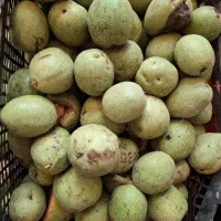 پوست سبز تازه‌ی گردو