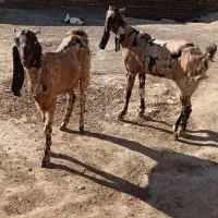 فروش بز|حیوانات مزرعه|سبزوار, قصبه شرقی|دیوار