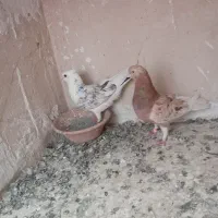 کفتر سه جوفت