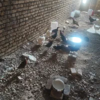 ۲۰تا جوجه ۴ماهه رسمی